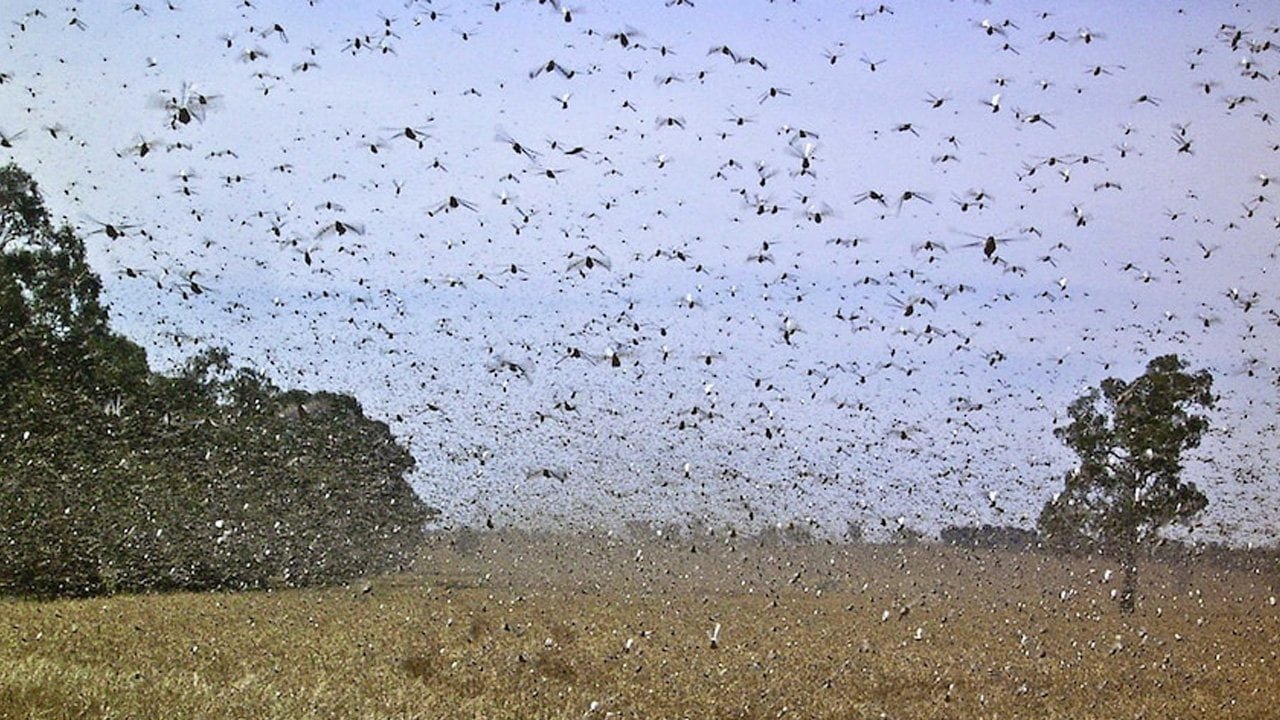 God smites egypt with locusts and darkness - exodus chapter 10