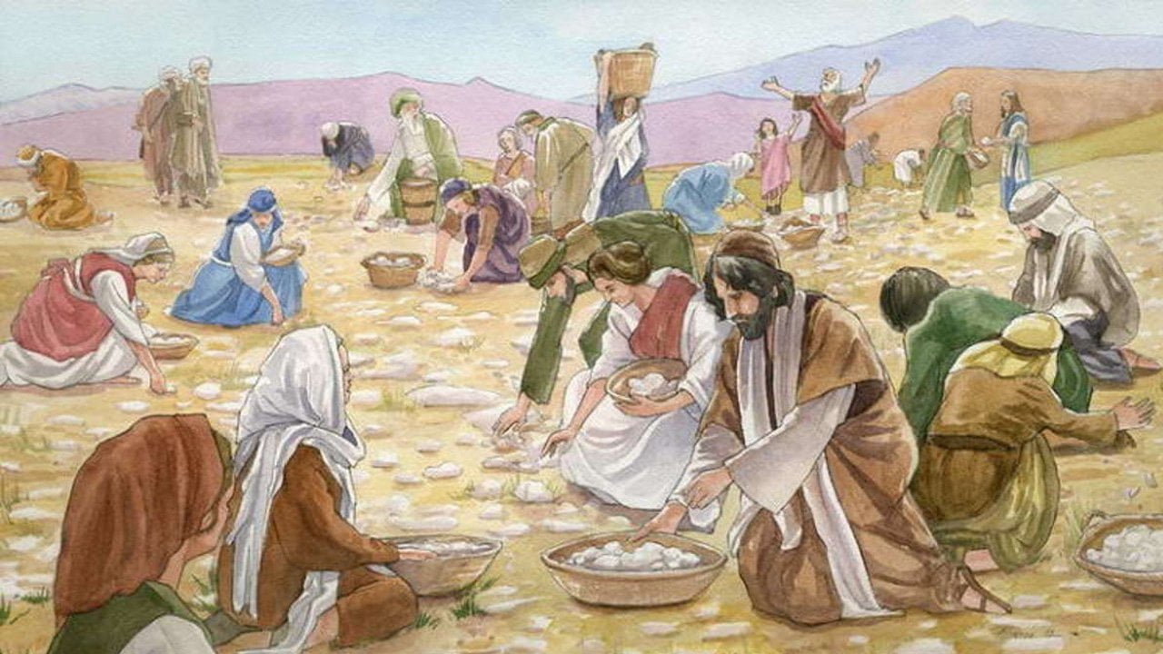 God provides bread in the wilderness - exodus chapter 16